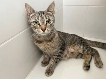 Spaghetti -  Domestic Short Hair Cat Available for Adoption in Orlando, Florida - Spaghetti | PetCurious