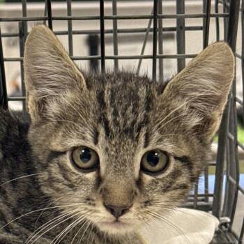 Domestic Short Hair Cats Available for Adoption in Las Cruces, New Mexico - Edmund | PetCurious