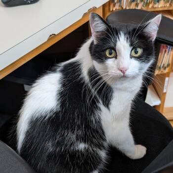 Domino -  Domestic Short Hair Cat for Adoption in Eugene, Oregon - Domino | PetCurious