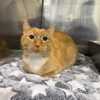 Domestic Short Hair Cats Available for Adoption in Bridgeville, Pennsylvania - Martha | PetCurious