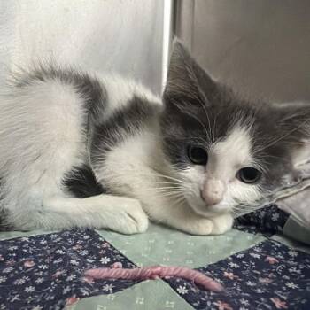 Kenzie -  Domestic Short Hair Cat for Adoption in Buellton, California - Kenzie | PetCurious
