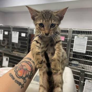 Phil -  Domestic Short Hair Cat for Adoption in Port Charlotte, Florida - Phil | PetCurious