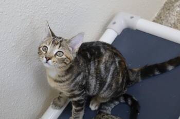 Feta-Calico Blk/Grey tabby -  Domestic Short Hair Cat for Adoption in Pratt, Kansas - Feta-Calico Blk/Grey Tabby | PetCurious