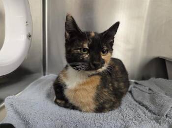 ALTHIRA -  Domestic Short Hair Cat for Adoption in Kent, Washington - ALTHIRA | PetCurious