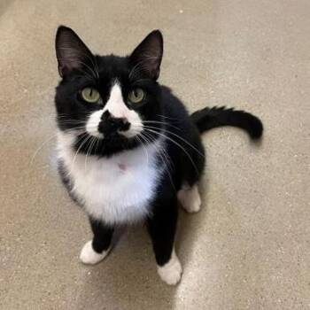 Domestic Short Hair Cats Available for Adoption - Opie | PetCurious