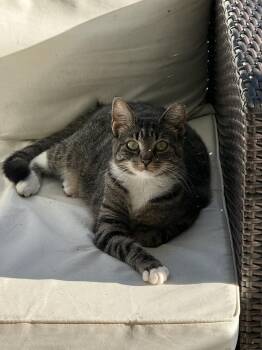 Zilla -  Domestic Medium Hair Cat for Adoption in Alafaya, Florida - Zilla | PetCurious