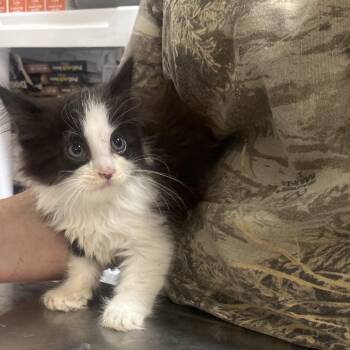 Bonnie -  Domestic Long Hair Cat for Adoption in Clanton, Alabama - Bonnie | PetCurious
