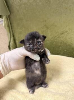 ANGEL -  Domestic Short Hair Cat for Adoption in Riverside, California - ANGEL | PetCurious