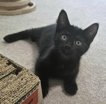 Emily -  Domestic Short Hair Cat for Adoption in New Hope, Pennsylvania - Emily | PetCurious
