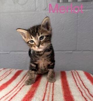 Merlot -  Domestic Short Hair Cat for Adoption in Fort Worth, Texas - Merlot | PetCurious