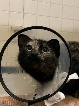 Domestic Short Hair Cats Available for Adoption - Jelly Bean (Bobtail) | PetCurious