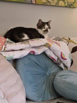 Toby -  Domestic Short Hair Cat for Adoption in Enfield, Connecticut - Toby | PetCurious
