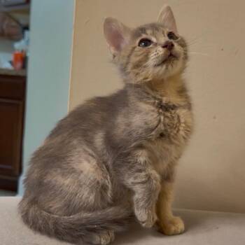 Persephone -  Domestic Short Hair Cat for Adoption in Bel Air, Maryland - Persephone | PetCurious