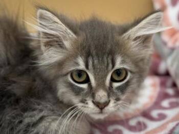 Kettle Corn -  Domestic Long Hair Cat for Adoption in Portland, Oregon - Kettle Corn | PetCurious