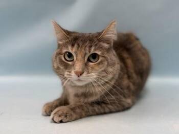 Charlie -  Domestic Short Hair Cat for Adoption in Minneapolis, Minnesota - Charlie | PetCurious