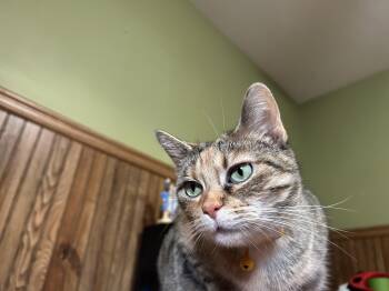 Rescue Domestic Short Hair Cats for Adoption - Cookie | PetCurious