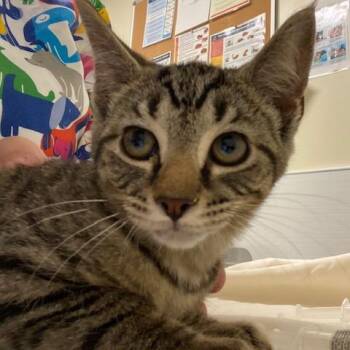 Domestic Short Hair Cats Available for Adoption - Chicken Noodle Soup | PetCurious