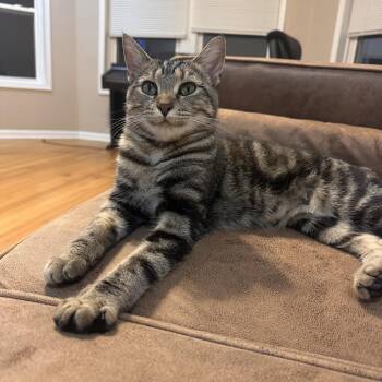 Equinox -  Domestic Short Hair Cat for Adoption in Evanston, Illinois - Equinox | PetCurious