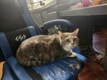 Cali -  Domestic Short Hair Cat for Adoption in Mount Pleasant, Texas - Cali | PetCurious