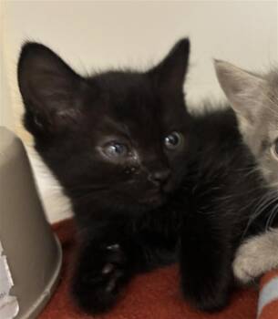 ASPEN -  Domestic Short Hair Cat Available for Adoption in Texas City, Texas - ASPEN | PetCurious