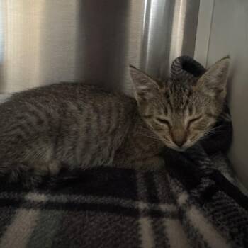 Domestic Short Hair Cats Available for Adoption in Lake Panasoffkee, Florida - 66103 | PetCurious
