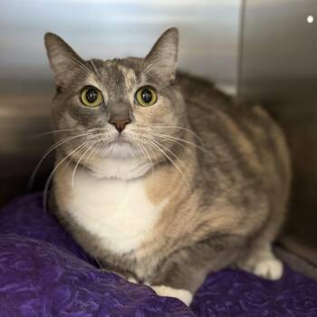 Marble -  Domestic Short Hair Cat for Adoption in Bullhead City, Arizona - Marble | PetCurious