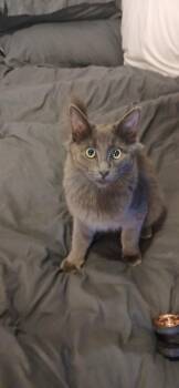 Rescue Domestic Medium Hair Cats for Adoption in Rio Linda, California - Smokey | PetCurious