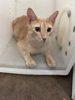 PHOEBE -  Domestic Short Hair Cat for Adoption in Dallas, Texas - PHOEBE | PetCurious