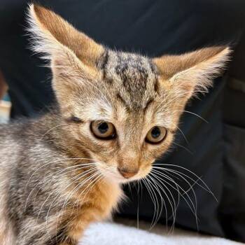 Larb -  Domestic Short Hair Cat for Adoption in Woodinville, Washington - Larb | PetCurious