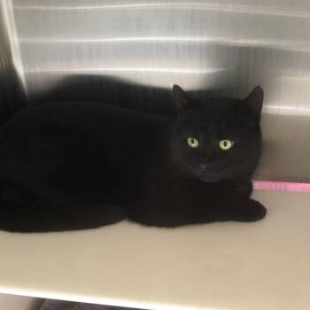 Domestic Short Hair Cats Available for Adoption in Burlington, Ontario - Otis | PetCurious
