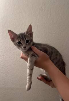 Teddy Bear Bonded To Ponyo Bear -  Domestic Short Hair Cat for Adoption in Chandler, Arizona - Teddy Bear Bonded To Ponyo Bear | PetCurious