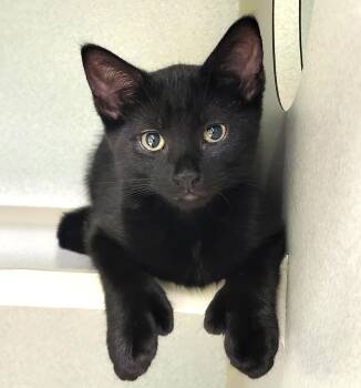 Mudslide -  Extra Toes Cat Hemingway Polydactyl Cat for Adoption in Grayslake, Illinois - Mudslide | PetCurious