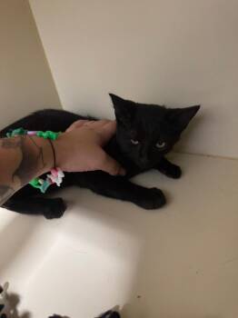 Keen -  Domestic Short Hair Cat for Adoption in Bloomington, Indiana - Keen | PetCurious