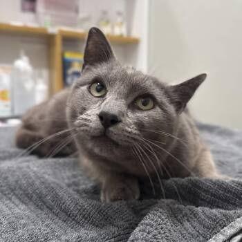Domestic Short Hair Cats Available for Adoption - Flossie | PetCurious