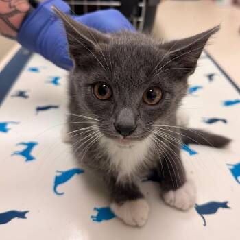Throne -  Domestic Short Hair Cat for Adoption in Lynchburg, Virginia - Throne | PetCurious