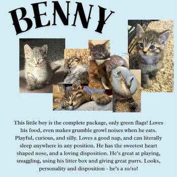 Benny -  Domestic Short Hair Cat for Adoption in West Olive, Michigan - Benny | PetCurious