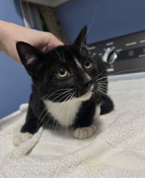 Starbuck -  Domestic Short Hair Cat for Adoption in Tacoma, Washington - Starbuck | PetCurious