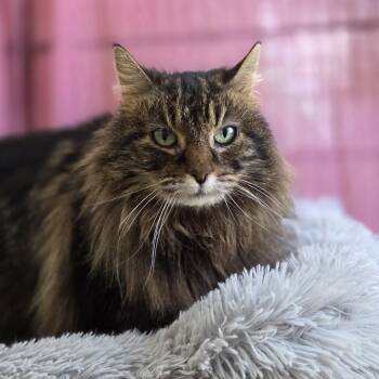 Domestic Medium Hair Cats Available for Adoption - Dallas | PetCurious