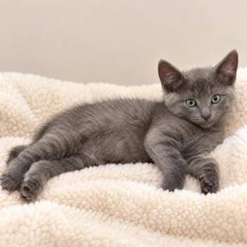 Clyde Florence, adopt with a sibling -  Domestic Short Hair Cat for Adoption in Hudson, Massachusetts - Clyde Florence, Adopt With A Sibling | PetCurious