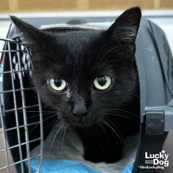 Domestic Short Hair Cats Available for Adoption - Norma | PetCurious