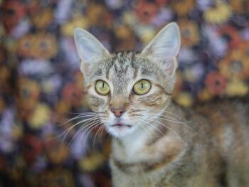 Winnebago -  Domestic Short Hair Cat for Adoption in Lewisburg, Tennessee - Winnebago | PetCurious