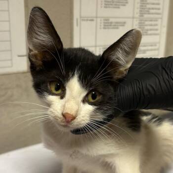Bobby -  Domestic Short Hair Cat for Adoption in Yuma, Arizona - Bobby | PetCurious
