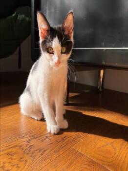 Rescue Domestic Short Hair Cats for Adoption in Sacramento, California - ANGEL | PetCurious