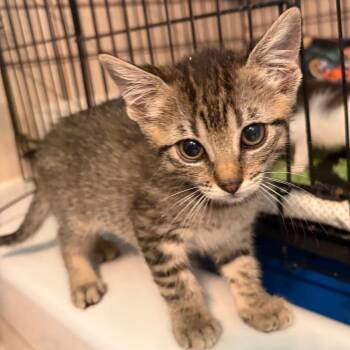 Domestic Short Hair Cats Available for Adoption in Pleasanton, California - Eleanor | PetCurious