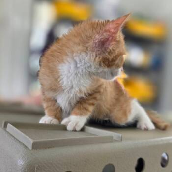 Cheese -  Domestic Short Hair Cat for Adoption in Chapel Hill, North Carolina - Cheese | PetCurious