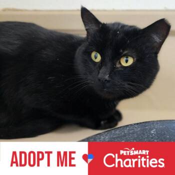 Domestic Short Hair Cats Available for Adoption - Mr. Man | PetCurious