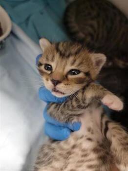 Max -  Domestic Short Hair Cat for Adoption in Largo, Florida - Max | PetCurious