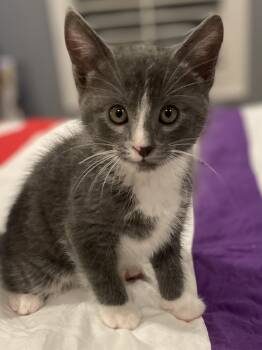 Jake -  Domestic Short Hair Cat for Adoption in Social Circle, Georgia - Jake | PetCurious