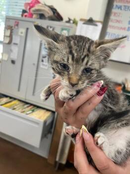 Lenny -  Domestic Short Hair Cat for Adoption in Chico, California - Lenny | PetCurious