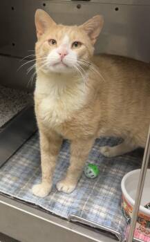 Domestic Short Hair and Tabby Cats Available for Adoption in Montville, New Jersey - Marvin | PetCurious